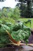 Filename=Veg-Gardens-082224-Mick-547.jpg
Filesize=114KiB
Dimensions=480x720
Date added=Aug 21, 2024 Veg-Gardens-082224-Mick-547.jpg