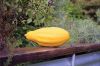 Filename=Veg-Gardens-082224-Mick-549.jpg
Filesize=210KiB
Dimensions=1080x720
Date added=Aug 21, 2024 Veg-Gardens-082224-Mick-549.jpg
