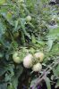 Filename=Veg-Gardens-082224-Mick-552.jpg
Filesize=133KiB
Dimensions=480x720
Date added=Aug 21, 2024 Veg-Gardens-082224-Mick-552.jpg