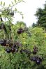Filename=Veg-Gardens-082224-Mick-553.jpg
Filesize=130KiB
Dimensions=480x720
Date added=Aug 21, 2024 Veg-Gardens-082224-Mick-553.jpg