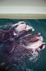 Filename=Whale-031623-16_35_25.jpg
Filesize=74KiB
Dimensions=480x720
Date added=Mar 16, 2023 Whale-031623-16_35_25.jpg