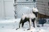 Filename=Winter_8566.jpg
Filesize=150KiB
Dimensions=1080x720
Date added=Jan 10, 2018 Winter_8566.jpg