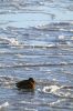 Filename=Winter_8583.jpg
Filesize=97KiB
Dimensions=480x720
Date added=Jan 10, 2018 Winter_8583.jpg