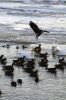 Filename=Winter_8665.jpg
Filesize=120KiB
Dimensions=480x720
Date added=Jan 10, 2018 Winter_8665.jpg