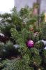 Filename=Wreath_0015.jpg
Filesize=162KiB
Dimensions=648x972
Date added=Dec 03, 2014 Wreath_0015.jpg