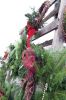 Wreaths_3833.jpg