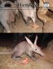 Filename=aardvark_cover_022813.jpg
Filesize=375KiB
Dimensions=912x1173
Date added=Feb 28, 2013 aardvark_cover_022813.jpg