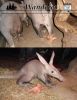 aardvark_cover_022813.jpg