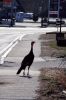 Filename=dumb_turkey.jpg
Filesize=452KiB
Dimensions=1200x1800
Date added=Mar 10, 2010 dumb_turkey.jpg
