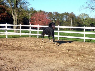 Horse of the Year
The Arabian Baltic Star, a/k/a Bailey, just won the Horse of the Year Award from the United States Equestrian Federation (USEF). The horse is owned by Barbara Foster of Marion, who is also well-known as one of the organizers behind the annual Marion Horse Show in July. Bailey was nominated for the award by her trainer, Cheryl Lane-Caron, who runs Cranberry Knoll Arabians and National Show Horses in Rochester. (Photo courtesy of Reg Foster).
