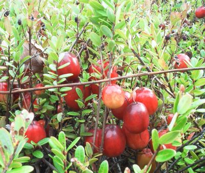 Ripe for the Picking
Its fall harvest time ... and in Rochester that means cranberries! Although not as prevalent as they once were, several family-owned cranberry bogs and farms are still maintained and thrive within the quaint farming community of Rochester. These ripe cranberries are now ready for the picking at the Fielding family farm in Rochester. (Photo by and courtesy of Greta Grundstrom).
