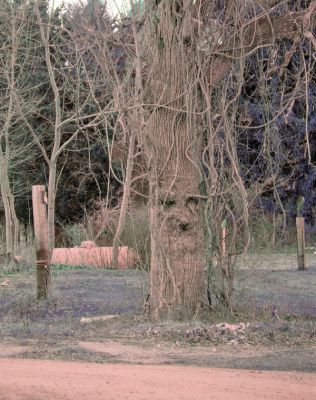 Trick or Tree?
This spooky spectre of a gnarled tree is located at the corner of Mattapoisett Road and New Bedford Road in Rochester. Looking like something that walked right out of the twisted forest in The Wizard of Oz, the tree seems right at home during this haunted season of All Hallows Eve. (Photo by and courtesy of Wendy Ashworth).
