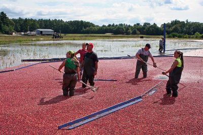 Cream of the Crop
Members of the Souza family of Rochester all pitched in to help harvest this years crop of cranberries at one of the few remaining bogs in town. The family recently took over the bog in an effort to revive and continue the proud farming tradition for which the area has become known. (Photo by Robert Chiarito).
