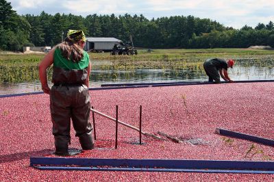 Cream of the Crop
Members of the Souza family of Rochester all pitched in to help harvest this years crop of cranberries at one of the few remaining bogs in town. The family recently took over the bog in an effort to revive and continue the proud farming tradition for which the area has become known. (Photo by Robert Chiarito).
