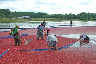 Cream of the Crop
Members of the Souza family of Rochester all pitched in to help harvest this years crop of cranberries at one of the few remaining bogs in town. The family recently took over the bog in an effort to revive and continue the proud farming tradition for which the area has become known. (Photo by Robert Chiarito).
