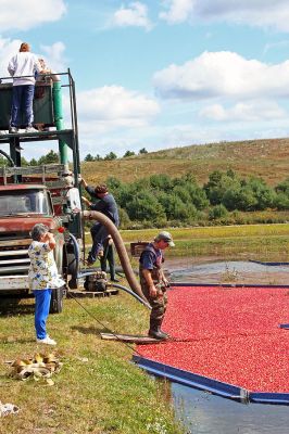 Cream of the Crop
Members of the Souza family of Rochester all pitched in to help harvest this years crop of cranberries at one of the few remaining bogs in town. The family recently took over the bog in an effort to revive and continue the proud farming tradition for which the area has become known. (Photo by Robert Chiarito).
