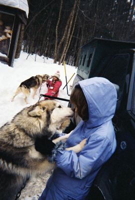 Marion to Iditarod
Some of the trained dogs which will pull sleds in the annual Iditarod race in Alaska greet a new friend. Barbie Foster of Marion will be participating in this years 1,150-mile event which will take place on Saturday, March 3 starting in Anchorage, Alaska and travel to Nome in an estimated 10 to 17 days. (Photo courtesy of Barbie Foster).

