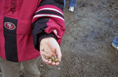 Small Clams
A student shows some of the clam seedlings planted during the recent Soft-shell Clam Relay at Silvershell Beach in Marion. The event was sponsored by the Marion Natural History Museum. (Photos by and courtesy of Elizabeth Leidhold, Marion Natural History Museum).
