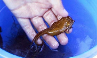 Mattapoisett Seahorse
This tiny baby seahorse was recently found in the waters off Point Connett in Mattapoisett. Although it doesnt resemble the towns landmark Salty the Seahorse icon in color or size, it certainly has the same curled tail and distinctively-shaped head. (Photo courtesy of Lindy East-Boyd).
