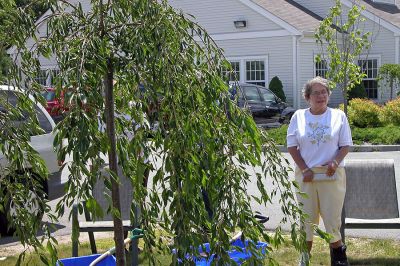 Rochester Memorial Trees
Jill Bodeau, Rochester COA Board member, remembers fondly the late Harry Brown Jr. while standing before a tree dedicated in his honor on the grounds of the Rochester Senior Center. (Photo by Kenneth J. Souza).
