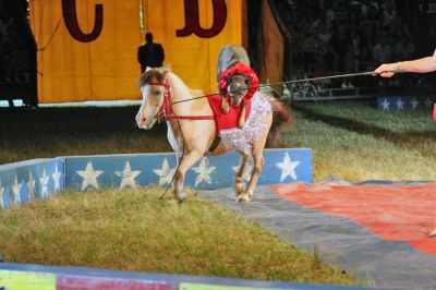 Three-Ring Circus
Cole Brothers Circus of the Stars recently rolled into Rochester on June 25 and 26 for a series of four shows over the course of two days under the Big Top pitched in the field adjacent to the Plumb Corner Mall. (Photo by Robert Chiarito).
