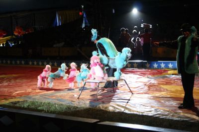 Under the Big Top
The renowned Cole Brothers Circus made a recent stop in the field adjacent to the Plumb Corner Mall in Rochester last week to entertain the young and young-at-heart. (Photo by Robert Chiarito).
