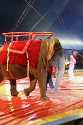 Under the Big Top
The renowned Cole Brothers Circus made a recent stop in the field adjacent to the Plumb Corner Mall in Rochester last week to entertain the young and young-at-heart. (Photo by Robert Chiarito).
