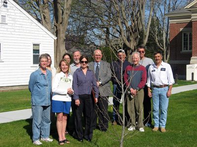 Witness Tree
Members of the Mattapoisett Tree Committee dedicated a tree which was planted last fall in the new War Memorial Park at the Mattapoisett Free Public Library on Friday, April 25. A certificate of authenticity was provided indicating that the newly-planted Witness Tree, a tulip poplar, is a direct descendant of a tree planted by George Washington at Mount Vernon. (Photo courtesy of Danny White).
