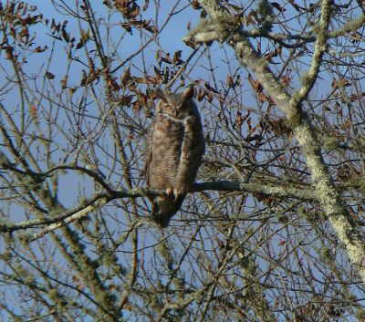 Nasketucket Bird Club
This Great Horned Owl was spotted by "birder" Carolyn Longworth on a December Nasketucket outing. The next meeting of the Nasketucket Bird Club will be Thursday, January 26, 7:00 pm at the Mattapoisett library. The group will discuss plans for programs, trips, and speakers. Everyone is welcome. Nasketucket members include birders from Mattapoisett, Wareham, Marion, Rochester, Fairhaven, Acushnet, and other area towns.
