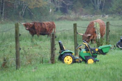 Rochester Steer
A wet morning didn't bother the steer in Rochester on October 20, 2011. Photo by Anne Kakley.
