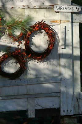 Autumn Wreaths
Nothing says autumn like roadside bittersweet wreaths on Rounseville Road in Rochester on November 5, 2011. Photo by Anne Kakley.
