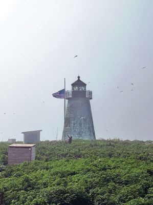 Bird Island Lighthouse
The image shows the Bird Island Lighthouse and nesting tern species flying around, with Assistant Harbormaster Peter O'Brien adjusting the American flag. Taken while on Bird Island for part of the Marion Natural History Museum's summer program, led by Elizabeth Leidhold. I was a counselor at the summer program, and the Marion Harbormaster was kind enough to take our group out to the island to educate the students about the conservation efforts underway there. Photo by Allyson Alford
