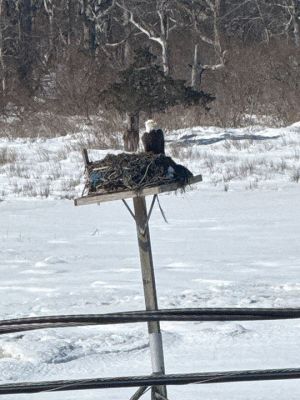 Eagle
Andreas Loew spotted this bald eagle at Angelica Point in Mattapoisett
