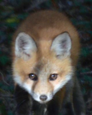 Fox Pups
Stephen Chicco snapped this photo of some fox pups on Converse Point.
