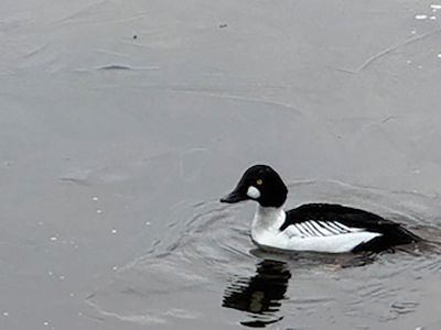 Common Goldeneye
Common Goldeneye on the Eel Pond, Godspeed Island Road, Mattapoisett. Photo by Bill Poutsiaka
