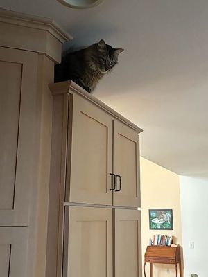 Laramie
Laramie asks now that I’ve gotten up here, how do I get out? Photo by Carol Rhoads

