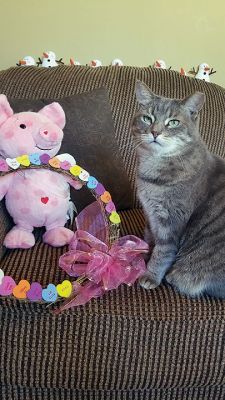 Gracie
Gracie says she will be your sweetheart! Photo by Deb Perry
