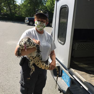 Dragon Crossing
Mattapoisett Animal Officer Kathy Massey was called to the area of Route 6 at the Mattapoisett/Marion line late Friday morning for what turned out to be a Tegu Dragon crossing the road. The 4-foot Tegu was transported to Mattapoisett Animal Hospital for treatment and was then brought to an undisclosed location for nourishment. Photos courtesy of Kathy Massey and Mattapoisett Animal Hospital
