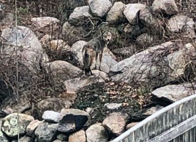 Coyotes
Coyotes were hanging around Keri L. Duff’s yard on Mattapoisett Neck as recently as April 21.
