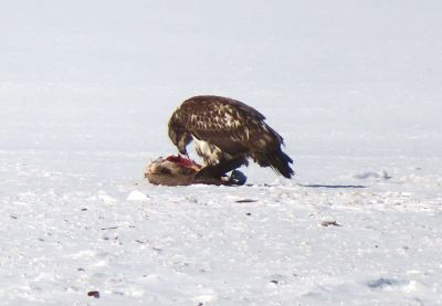 Helen Lozoraitis spotted a dark shape out on the ice while walking on Goodspeed Island Road. She realized that it was an immature bald eagle eating his breakfast out on the frozen Eel Pond.


