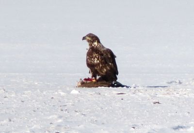 Eagle
Helen Lozoraitis spotted a dark shape out on the ice while walking on Goodspeed Island Road. She realized that it was an immature bald eagle eating his breakfast out on the frozen Eel Pond.

