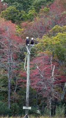 Eagles near Molly's Cove
Two eagles near Molly's Cove in Mattapoisett, taken by David Cattley on Sunday, October 11, while boating in Mattapoisett Harbor.
