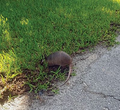 Nature Photography
Thank you to all of our followers on Facebook and for sharing all your great nature and wildlife photos. We couldn’t fit them all so be sure to check out our Facebook page for more!
