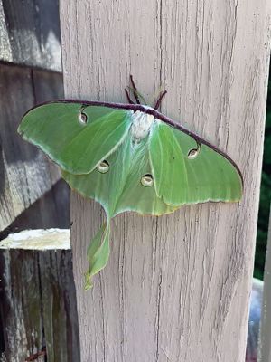 Nature Photography
Thank you to all of our followers on Facebook and for sharing all your great nature and wildlife photos. We couldn’t fit them all so be sure to check out our Facebook page for more!
