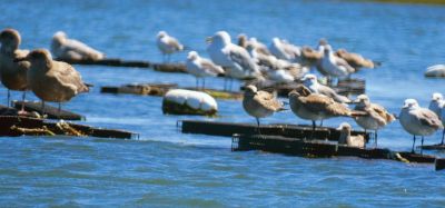 Mattapoisett
Faith Ball shared some photos taken during a kayak paddle this weekend in Mattapoisett.
