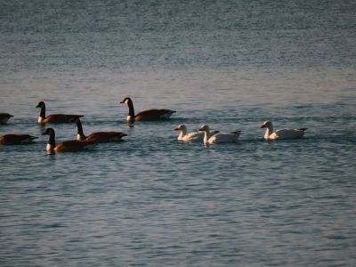 Snow Geese
Faith Ball wanted to share some shots of three snow geese that she spotted in Mattapoisett Harbor during her Saturday morning walk. The geese flew in alone, then slowly joined a large flock of Canada Geese that were also in the area.
