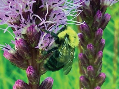 Nature at the Bay Club
Nature at the Bay Club – Gina Monaghan
