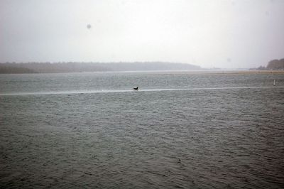 Marion Harbor Wildlife
Liz Hatch captured this shot of a harbor seal enjoying the ice flow in Marion Harbor.
