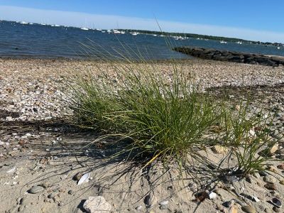 Mattapoisett
Photo by Jennifer Shepley
