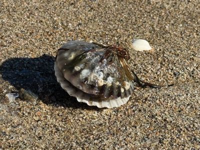 Mattapoisett
Ned's Point rocks and shells with icy coating. Photo by Jennifer Shepley
